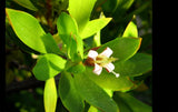 Golden Beach Creeper | Ernodea littoralis | Salt Tolerant Florida Native Groundcover - Paradise Found Nursery