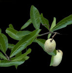 Gopher Apple | Geobalanus oblongifolius | Florida Native Fruit Bearing Groundcover