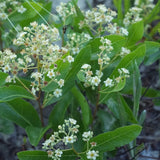 Gopher Apple | Geobalanus oblongifolius | Florida Native Fruit Bearing Groundcover