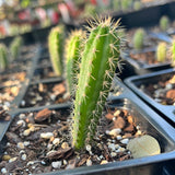 Harrisia aboriginum Prickly Apple Cactus Florida Native Endangered Species | FLORIDA SALES ONLY - Paradise Found Nursery
