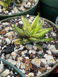 Haworthia attenuata 'Enon' Variegated 4" - Paradise Found Nursery