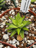 Haworthia attenuata 'Enon' Variegated 4" - Paradise Found Nursery