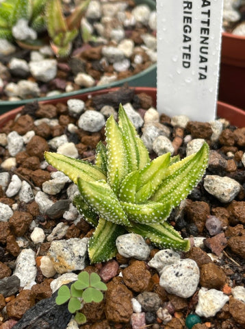 Haworthia attenuata 'Enon' Variegated 4" - Paradise Found Nursery