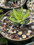 Haworthia attenuata 'Enon' Variegated 4" - Paradise Found Nursery