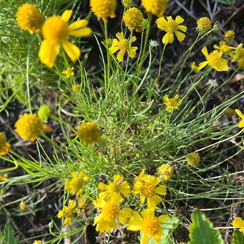 Helenium amarum | Yellow Sneezeweed, Bitterweed | Florida Native Wildflower - Paradise Found Nursery