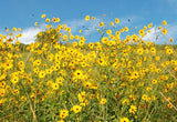 Helianthus angustifolius | Narrow Leaf Sunflower | Florida Native Pollinator Plant