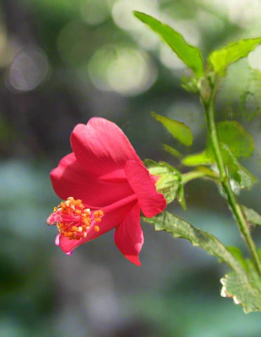 Hibiscus poeppigii | Fairy Hibiscus Rosemallow | Florida Native Pollinator Flower - Paradise Found Nursery