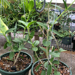 Hoya densifolia 6” - Paradise Found Nursery