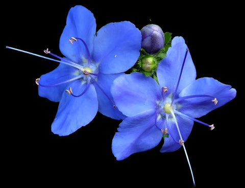 Blue sky flower Hydrolea corymbosa