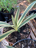 Hymenocaulis caribaea Variegated Spider Lily 6"/1 gallon - Paradise Found Nursery