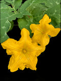 Seminole pumpkin flower