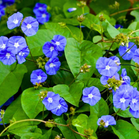 Jacquemontia pentanthos | Sky Blue Clustervine | Endangered Florida Native Pollinator