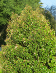 Jamaican Caper | Quadrella jamaicensis | Evergreen Flowering Florida Native Shrub