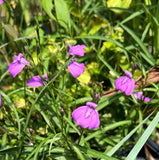 Justicia angusta | Everglades Water Willow | Florida Native Wildflower Perennial | Pollinator - Paradise Found Nursery