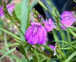 Justicia angusta | Everglades Water Willow | Florida Native Wildflower Perennial | Pollinator - Paradise Found Nursery