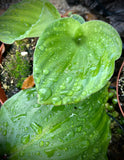 Kaempferia galanga Medicinal Ginger 5” Pots - Paradise Found Nursery