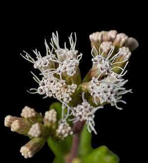 Florida Shrub Thoroughwort Eupatorium villosum