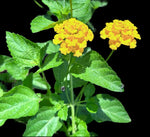 Lantana depressa v floridana | Gold Verbena | Rare Florida Native Wildflower - Paradise Found Nursery