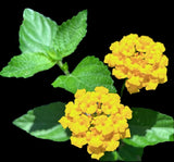 Lantana depressa v floridana | Gold Verbena | Rare Florida Native Wildflower - Paradise Found Nursery