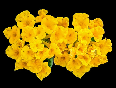 Lantana depressa Florida native