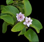 Wild Lantana Involucrata