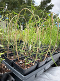 Leafless Swallowwort | Pattalias palustris | Florida Native Milkweed Vine RARE - Paradise Found Nursery