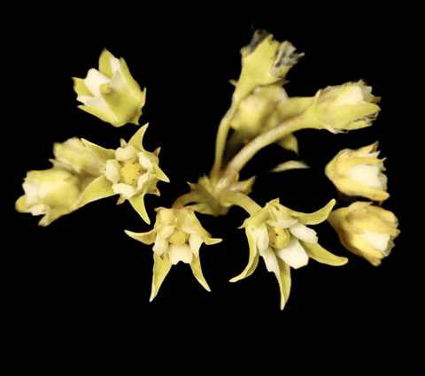 Leafless Swallowwort | Pattalias palustris | Florida Native Milkweed Vine RARE - Paradise Found Nursery