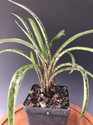 Ledebouria sp Barberton 4" - Paradise Found Nursery