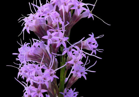 Liatris laevigata | Evergreen Blazing Star Gayfeather | Florida Native Wildflower