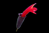 Lipstick plant Aeschynanthus radicans | 6” Hanging Basket