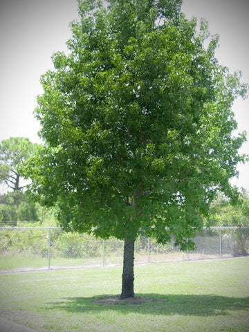 Liquidambar styraciflua | Sweetgum Tree | Huge Florida Native Cornerstone Tree - Paradise Found Nursery