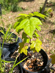 Liquidambar styraciflua | Sweetgum Tree | Huge Florida Native Cornerstone Tree - Paradise Found Nursery