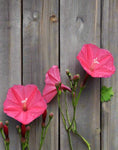 Man in the Ground Vine | Ipomoea microdactyla | Florida Native Endangered Flowering Vine - Paradise Found Nursery