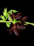 Florida Milkvine Anglepod | Matelea floridana | RARE Florida Native Milkweed Vine