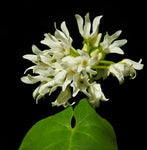 Baldwyn's Milkvine Anglepod | Matelea baldwyniana | RARE Florida Native Milkweed Vine