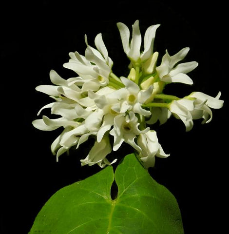 Baldwyn's Milkvine Anglepod | Matelea baldwyniana | RARE Florida Native Milkweed Vine