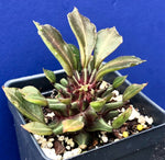 Monadenium schubei (Euphorbia schubei) Rare Dwarf Succulent - Paradise Found Nursery