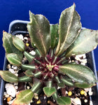 Monadenium schubei (Euphorbia schubei) Rare Dwarf Succulent - Paradise Found Nursery