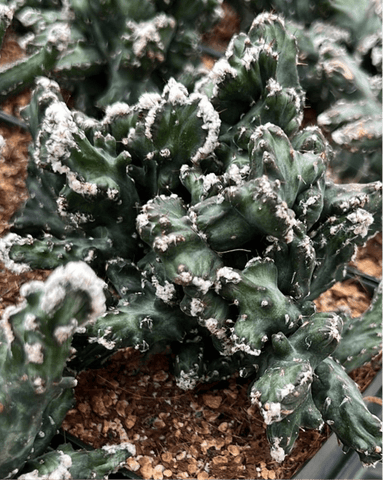Monvillea spegazzini Crested Rare Cactus 4” pots - Paradise Found Nursery