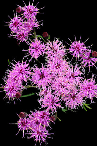 Narrow Leaf Ironweed Florida Native Purple Wildflower