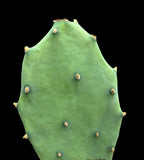 Opuntia keyensis | Key West Prickly Pear | Big Pine Key Florida Native Cactus - Paradise Found Nursery