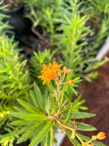 Orange Milkweed | Asclepias tuberosa v tuberosa | Florida Native Butterfly Milkweed Pollinator Plant - Paradise Found Nursery