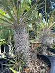 Pachypodium geayi 2 gallon Huge Specimens | Madagascar Palm - Paradise Found Nursery