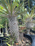 Pachypodium geayi 2 gallon Huge Specimens | Madagascar Palm - Paradise Found Nursery