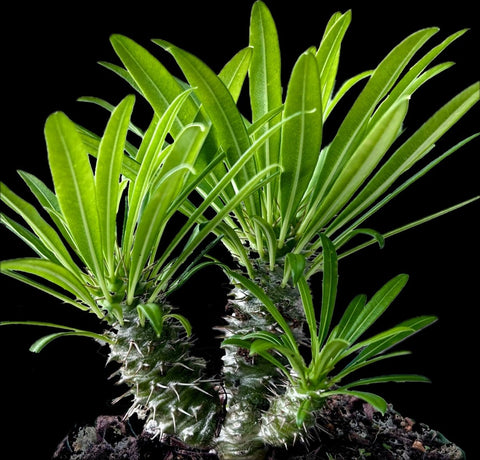 Pachypodium lamerei Multibranch Bonsai | Madagascar Palm - Paradise Found Nursery