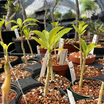 Pachypodium rutenbergianum v meridionale 4” Pot Seedlings - Paradise Found Nursery