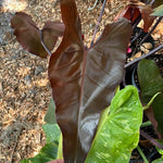 Philodendron Dark Lord HUGE Aroid House Plant - Paradise Found Nursery