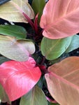Philodendron Imperial Red 4” pot aroid - Paradise Found Nursery
