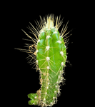 Pilosocereus polygonus | Deerings Tree Cactus | Rare - Paradise Found Nursery