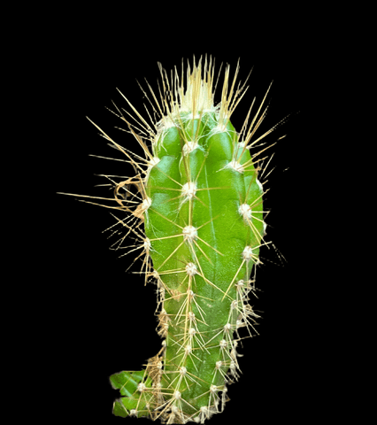 Pilosocereus polygonus | Deerings Tree Cactus | Rare - Paradise Found Nursery